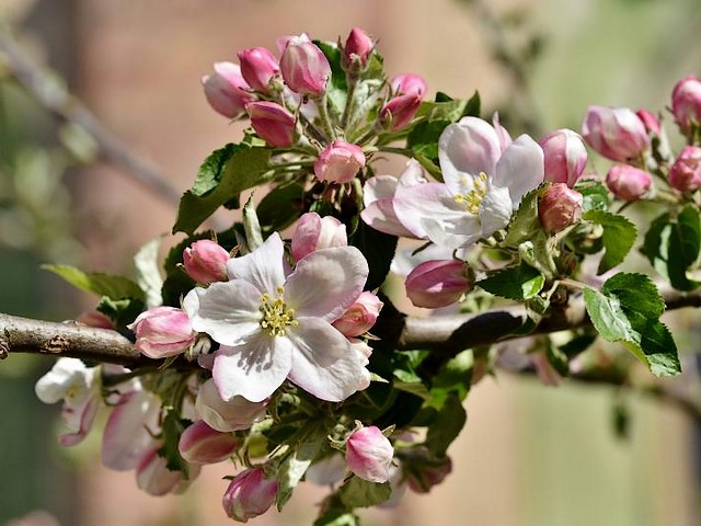 Apple Tree Blossoms Wallpaper - Wallpaper with a group of blossoms of an apple tree in spring time. <br />
Orchard blossom is the most beautiful period of the year when the air is filled with a pleasant, fragrant aroma.<br />
Lush and lovely, apple blossoms which ranges from white to bright red, depending on the species, produce a sweet scent attracting pollinators like bees. <br />
The apple trees bloom between early spring to early summer, from April through to June, depending on location and variety of tree.<br />
In nature, there are about 50 species that grow mainly in places with a temperate climate. - , apple, apples, tree, trees, blossoms, wallpaper, wallpapers, flower, flowers, group, spring, time, orchard, beautiful, period, year, air, pleasant, fragrant, aroma, lush, lovely, white, red, species, sweet, scent, pollinators, bees, summer, April, June, location, variety, nature, temperate, climate - Wallpaper with a group of blossoms of an apple tree in spring time. <br />
Orchard blossom is the most beautiful period of the year when the air is filled with a pleasant, fragrant aroma.<br />
Lush and lovely, apple blossoms which ranges from white to bright red, depending on the species, produce a sweet scent attracting pollinators like bees. <br />
The apple trees bloom between early spring to early summer, from April through to June, depending on location and variety of tree.<br />
In nature, there are about 50 species that grow mainly in places with a temperate climate. Подреждайте безплатни онлайн Apple Tree Blossoms Wallpaper пъзел игри или изпратете Apple Tree Blossoms Wallpaper пъзел игра поздравителна картичка  от puzzles-games.eu.. Apple Tree Blossoms Wallpaper пъзел, пъзели, пъзели игри, puzzles-games.eu, пъзел игри, online пъзел игри, free пъзел игри, free online пъзел игри, Apple Tree Blossoms Wallpaper free пъзел игра, Apple Tree Blossoms Wallpaper online пъзел игра, jigsaw puzzles, Apple Tree Blossoms Wallpaper jigsaw puzzle, jigsaw puzzle games, jigsaw puzzles games, Apple Tree Blossoms Wallpaper пъзел игра картичка, пъзели игри картички, Apple Tree Blossoms Wallpaper пъзел игра поздравителна картичка