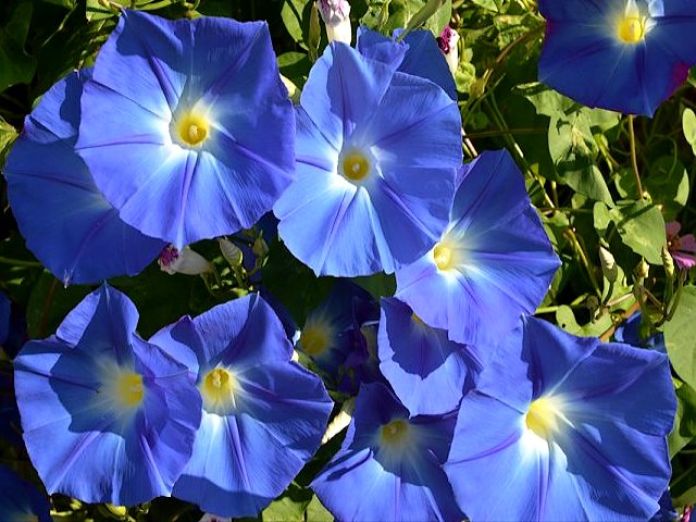 Blue Morning Glory - The bright and cheerful 'Blue Morning Glory' (Ipomoea spp.) is one of the most popular and award-winning  common annual tropical vine of morning glory variety. Grows with large, heart-shaped leaves and azure-blue trumpet-shaped flowers.<br />
The flowers are opening only in the morning and close in the afternoon. It produces new flowers daily and blooms continuously for several months.<br />
The vine of Morning Glory is prized for its quick growt and climbing habits, perfect for hiding unwanted fence, wall, arbors and trellises.<br />
The seeds of the common tropical vine contain compounds that could be useful for treating mental and physical diseases, migraine headaches and Parkinson’s disease. - , blue, Morning, Glory, flowers, flower, bright, cheerful, popular, award, common, annual, tropical, vine, variety, heart, leaves, and, azure, trumpet, morning, afternoon, daily, months, habits, fence, wall, arbors, trellises, seeds, compounds, mental, physical, diseases, migraine, headaches, Parkinson’s, disease - The bright and cheerful 'Blue Morning Glory' (Ipomoea spp.) is one of the most popular and award-winning  common annual tropical vine of morning glory variety. Grows with large, heart-shaped leaves and azure-blue trumpet-shaped flowers.<br />
The flowers are opening only in the morning and close in the afternoon. It produces new flowers daily and blooms continuously for several months.<br />
The vine of Morning Glory is prized for its quick growt and climbing habits, perfect for hiding unwanted fence, wall, arbors and trellises.<br />
The seeds of the common tropical vine contain compounds that could be useful for treating mental and physical diseases, migraine headaches and Parkinson’s disease. Подреждайте безплатни онлайн Blue Morning Glory пъзел игри или изпратете Blue Morning Glory пъзел игра поздравителна картичка  от puzzles-games.eu.. Blue Morning Glory пъзел, пъзели, пъзели игри, puzzles-games.eu, пъзел игри, online пъзел игри, free пъзел игри, free online пъзел игри, Blue Morning Glory free пъзел игра, Blue Morning Glory online пъзел игра, jigsaw puzzles, Blue Morning Glory jigsaw puzzle, jigsaw puzzle games, jigsaw puzzles games, Blue Morning Glory пъзел игра картичка, пъзели игри картички, Blue Morning Glory пъзел игра поздравителна картичка