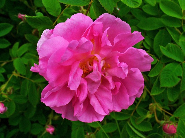 Bulgarian Rose Rosa Damascena - Rosa Damascena, more commonly known as the Damask Rose was brought to the Balkans in the early XII century from the areas around Damascus. Rosa Damascena is not found growing wild. It is a rose hybrid, derived from Rosa Gallica and Rosa Moschata.<br />
The Bulgarian Rose, renowned for its fine fragrance, which is harvested for rose oil used in perfumery and to make rose water, is derived from the family of Rosa Damascena, which is cultivated in the 'Rose Valley' (the towns of Kazanlak and Karlovo) since Roman times. The area of 'Rose Valley' has the most suitable climate and soil, favorable temperatures, amount of sunlight and frequency of rain.<br />
The flowers are gathered by hand and brought to a central location for steam distillation. - , Bulgarian, rose, roses, Rosa, Damascena, flower, flowers, Damask, Balkans, century, Damascus, wild, hybrid, Gallica, Moschata, fragrance, oil, perfumery, water, family, valley, valleys, towns, town, Kazanlak, Karlovo, Roman, times, time, area, area, climate, soil, temperatures, temperature, sunlight, rain, flowers, flower, hand, location, steam, distillation - Rosa Damascena, more commonly known as the Damask Rose was brought to the Balkans in the early XII century from the areas around Damascus. Rosa Damascena is not found growing wild. It is a rose hybrid, derived from Rosa Gallica and Rosa Moschata.<br />
The Bulgarian Rose, renowned for its fine fragrance, which is harvested for rose oil used in perfumery and to make rose water, is derived from the family of Rosa Damascena, which is cultivated in the 'Rose Valley' (the towns of Kazanlak and Karlovo) since Roman times. The area of 'Rose Valley' has the most suitable climate and soil, favorable temperatures, amount of sunlight and frequency of rain.<br />
The flowers are gathered by hand and brought to a central location for steam distillation. Solve free online Bulgarian Rose Rosa Damascena puzzle games or send Bulgarian Rose Rosa Damascena puzzle game greeting ecards  from puzzles-games.eu.. Bulgarian Rose Rosa Damascena puzzle, puzzles, puzzles games, puzzles-games.eu, puzzle games, online puzzle games, free puzzle games, free online puzzle games, Bulgarian Rose Rosa Damascena free puzzle game, Bulgarian Rose Rosa Damascena online puzzle game, jigsaw puzzles, Bulgarian Rose Rosa Damascena jigsaw puzzle, jigsaw puzzle games, jigsaw puzzles games, Bulgarian Rose Rosa Damascena puzzle game ecard, puzzles games ecards, Bulgarian Rose Rosa Damascena puzzle game greeting ecard
