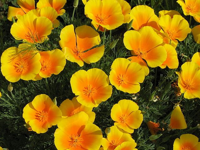 California Poppies Wallpaper - Wallpaper with beautiful yellow blossoms of California poppies in bloom, that bring the glow of the California sunshine in the garden.<br />
California poppy (Eschscholzia californica) is a plant known for its bright orange color at sunset. It is widespread to hillsides, sandy plains, and other open areas of the mountainous regions to 2000 meters altitude of western North America.<br />
People use California poppy traditionally as a medicine in teas at anxiety, insomnia and aches. It contains none of the alkaloids associated with opium poppies, so it’s safe for everyone, including children. <br />
On March 2, 1903 the California poppy, Eschscholzia californica, became the official state flower of California. - , California, poppies, poppy, wallpaper, wallpapers, flower, flowers, beautiful, yellow, blossoms, glow, sunshine, garden, Eschscholzia, californica, plant, orange, color, sunset, hillsides, sandy, plains, areas, mountainous, regions, altitude, western, North, America, people, medicine, teas, anxiety, insomnia, aches, alkaloids, opium, safe, children, 1903, official, state - Wallpaper with beautiful yellow blossoms of California poppies in bloom, that bring the glow of the California sunshine in the garden.<br />
California poppy (Eschscholzia californica) is a plant known for its bright orange color at sunset. It is widespread to hillsides, sandy plains, and other open areas of the mountainous regions to 2000 meters altitude of western North America.<br />
People use California poppy traditionally as a medicine in teas at anxiety, insomnia and aches. It contains none of the alkaloids associated with opium poppies, so it’s safe for everyone, including children. <br />
On March 2, 1903 the California poppy, Eschscholzia californica, became the official state flower of California. Solve free online California Poppies Wallpaper puzzle games or send California Poppies Wallpaper puzzle game greeting ecards  from puzzles-games.eu.. California Poppies Wallpaper puzzle, puzzles, puzzles games, puzzles-games.eu, puzzle games, online puzzle games, free puzzle games, free online puzzle games, California Poppies Wallpaper free puzzle game, California Poppies Wallpaper online puzzle game, jigsaw puzzles, California Poppies Wallpaper jigsaw puzzle, jigsaw puzzle games, jigsaw puzzles games, California Poppies Wallpaper puzzle game ecard, puzzles games ecards, California Poppies Wallpaper puzzle game greeting ecard