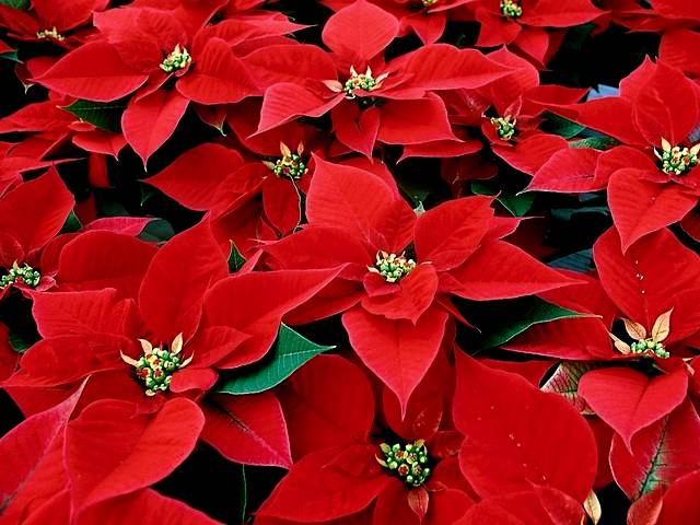 Christmas Plant Poinsettia Wallpaper - Wallpaper with poinsettia (Euphorbia pulcherrima), a plant with with rather small and insignificant blossoms but large brightly coloured leaves, which is used during the winter festive season for a traditional Christmas decoration. - , Christmas, plat, plants, poinsettia, poinsettias, wallpaper, wallpapers, flowers, flower, holiday, holidays, cartoon, cartoons, feast, feasts, festivity, festivities, celebration, celebrations, seasons, season, Euphorbia, pulcherrima, small, insignificant, blossoms, blossom, large, brightly, coloured, leaves, leaf, winter, festive, traditional, decoration, decorations - Wallpaper with poinsettia (Euphorbia pulcherrima), a plant with with rather small and insignificant blossoms but large brightly coloured leaves, which is used during the winter festive season for a traditional Christmas decoration. Solve free online Christmas Plant Poinsettia Wallpaper puzzle games or send Christmas Plant Poinsettia Wallpaper puzzle game greeting ecards  from puzzles-games.eu.. Christmas Plant Poinsettia Wallpaper puzzle, puzzles, puzzles games, puzzles-games.eu, puzzle games, online puzzle games, free puzzle games, free online puzzle games, Christmas Plant Poinsettia Wallpaper free puzzle game, Christmas Plant Poinsettia Wallpaper online puzzle game, jigsaw puzzles, Christmas Plant Poinsettia Wallpaper jigsaw puzzle, jigsaw puzzle games, jigsaw puzzles games, Christmas Plant Poinsettia Wallpaper puzzle game ecard, puzzles games ecards, Christmas Plant Poinsettia Wallpaper puzzle game greeting ecard
