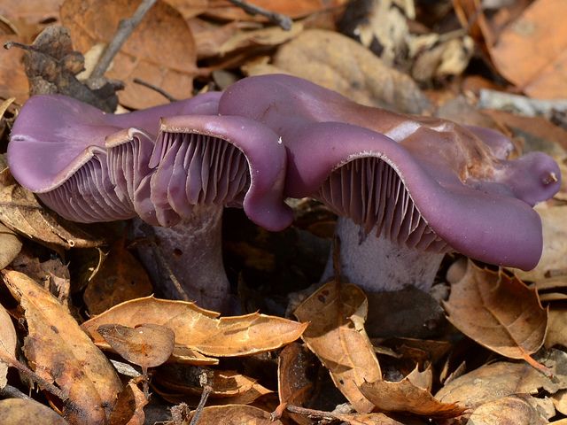 Clitocybe Nuda Wood Blewit - Clitocybe nuda (Lepista nuda), Wood Blewit or Blue Stalk, are delicious edible mushrooms,  which grow abundantly in coniferous and deciduous forests in the lowlands and the mountains, in the autumn (September-December). Their flesh are purple, hard, do not rot and do not suffer from frost. The mushrooms Wood Blewit are particularly suitable for soups, cream sauce or stewed in butter, can be preserved in olive oil or white vinegar after blanching. They have a strong flavour, so they combine well with leeks or onions. The Clitocybe nuda mushrooms must be well heat treated, otherwise they could cause indigestion and allergic reactions in sensitive individuals. - , Clitocybe, Nuda, Wood, Blewit, flowers, flower, food, foods, Lepista, Blue, Stalk, delicious, edible, mushrooms, mushroom, abundantly, coniferous, deciduous, forests, forest, lowlands, lowland, mountains, mountain, autumn, September, December, flesh, purple, hard, frost, particularly, suitable, for, soups, soup, cream, sauce, butter, olive, oil, white, vinegar, strong, flavour, leeks, leek, onions, onion, indigestion, allergic, reactions, reaction, sensitive, individuals, individual - Clitocybe nuda (Lepista nuda), Wood Blewit or Blue Stalk, are delicious edible mushrooms,  which grow abundantly in coniferous and deciduous forests in the lowlands and the mountains, in the autumn (September-December). Their flesh are purple, hard, do not rot and do not suffer from frost. The mushrooms Wood Blewit are particularly suitable for soups, cream sauce or stewed in butter, can be preserved in olive oil or white vinegar after blanching. They have a strong flavour, so they combine well with leeks or onions. The Clitocybe nuda mushrooms must be well heat treated, otherwise they could cause indigestion and allergic reactions in sensitive individuals. Solve free online Clitocybe Nuda Wood Blewit puzzle games or send Clitocybe Nuda Wood Blewit puzzle game greeting ecards  from puzzles-games.eu.. Clitocybe Nuda Wood Blewit puzzle, puzzles, puzzles games, puzzles-games.eu, puzzle games, online puzzle games, free puzzle games, free online puzzle games, Clitocybe Nuda Wood Blewit free puzzle game, Clitocybe Nuda Wood Blewit online puzzle game, jigsaw puzzles, Clitocybe Nuda Wood Blewit jigsaw puzzle, jigsaw puzzle games, jigsaw puzzles games, Clitocybe Nuda Wood Blewit puzzle game ecard, puzzles games ecards, Clitocybe Nuda Wood Blewit puzzle game greeting ecard