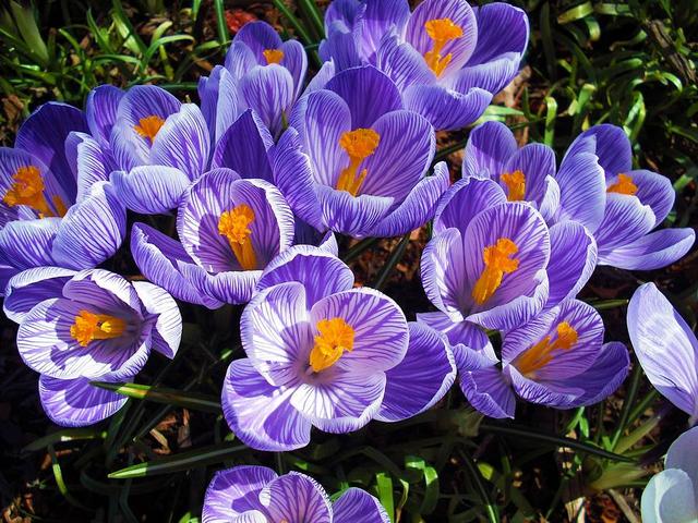 Dutch Crocus - Dutch Crocus (Crocus vernus) is a species in family Iridaceae, native to the Alps, the Pyrenees, and the Balkans. The Dutch crocuses are spring flowers and are used as ornamental plants. They are larger than the other cultivated crocus species and bloom a little later. Dutch Crocuses grow best in Cool to Temperate climates as they love a cold winter. <br />
The pearly white petals of Dutch Crocus ‘Pickwick’ have the most beautiful, intricate, mauve blue stripes. Each bloom is lovely and an individual. - , Dutch, crocus, crocuses, flowers, flower, vernus, species, specie, family, Iridaceae, Alps, Pyrenees, Balkans, spring, ornamental, plants, plant, cool, temperate, climates, climate, winter, pearly, white, petals, petal, Pickwick, beautiful, intricate, mauve, blue, stripes, bloom, lovely - Dutch Crocus (Crocus vernus) is a species in family Iridaceae, native to the Alps, the Pyrenees, and the Balkans. The Dutch crocuses are spring flowers and are used as ornamental plants. They are larger than the other cultivated crocus species and bloom a little later. Dutch Crocuses grow best in Cool to Temperate climates as they love a cold winter. <br />
The pearly white petals of Dutch Crocus ‘Pickwick’ have the most beautiful, intricate, mauve blue stripes. Each bloom is lovely and an individual. Resuelve rompecabezas en línea gratis Dutch Crocus juegos puzzle o enviar Dutch Crocus juego de puzzle tarjetas electrónicas de felicitación  de puzzles-games.eu.. Dutch Crocus puzzle, puzzles, rompecabezas juegos, puzzles-games.eu, juegos de puzzle, juegos en línea del rompecabezas, juegos gratis puzzle, juegos en línea gratis rompecabezas, Dutch Crocus juego de puzzle gratuito, Dutch Crocus juego de rompecabezas en línea, jigsaw puzzles, Dutch Crocus jigsaw puzzle, jigsaw puzzle games, jigsaw puzzles games, Dutch Crocus rompecabezas de juego tarjeta electrónica, juegos de puzzles tarjetas electrónicas, Dutch Crocus puzzle tarjeta electrónica de felicitación