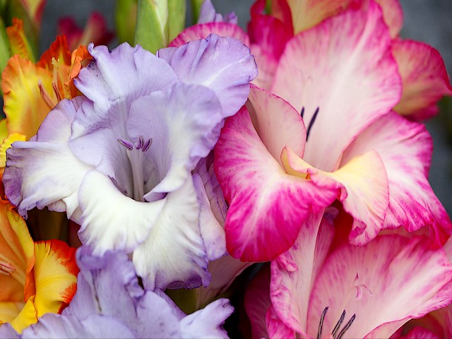 Gladiolus Flowers Closeup puzzle game 