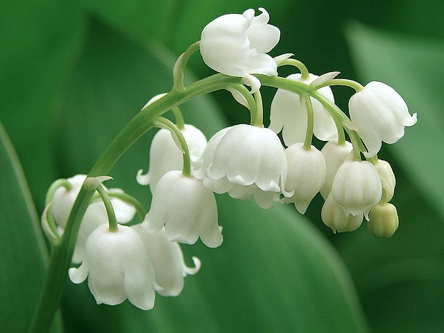 Lily of the Valley - Lily of the Valley (Convallaria majalis) is a perennial woodland fragrant flowering plant with dozens of sweetly scented, pendent, tiny white bell-shaped flowers and berries, blooming in the late spring and summer. It is used in religious ceremonies, world celebrations, perfumes and in gardens. Also known as the May lily and most often symbolizes chastity, purity, happiness, luck and humility.<br />
All parts of the plant are highly poisonous, including the red berries which may be attractive to children and pets. - , lily, lilies, valley, valleys, flowers, flower, Convallaria, majalis, perennial, woodland, fragrant, plant, dozens, sweetly, white, bell, berries, berry, spring, summer, religious, ceremonies, ceremony, world, celebrations, celebration, perfumes, gardens, May, chastity, purity, happiness, luck, humility, parts, poisonous, red, attractive, children, pets - Lily of the Valley (Convallaria majalis) is a perennial woodland fragrant flowering plant with dozens of sweetly scented, pendent, tiny white bell-shaped flowers and berries, blooming in the late spring and summer. It is used in religious ceremonies, world celebrations, perfumes and in gardens. Also known as the May lily and most often symbolizes chastity, purity, happiness, luck and humility.<br />
All parts of the plant are highly poisonous, including the red berries which may be attractive to children and pets. Resuelve rompecabezas en línea gratis Lily of the Valley juegos puzzle o enviar Lily of the Valley juego de puzzle tarjetas electrónicas de felicitación  de puzzles-games.eu.. Lily of the Valley puzzle, puzzles, rompecabezas juegos, puzzles-games.eu, juegos de puzzle, juegos en línea del rompecabezas, juegos gratis puzzle, juegos en línea gratis rompecabezas, Lily of the Valley juego de puzzle gratuito, Lily of the Valley juego de rompecabezas en línea, jigsaw puzzles, Lily of the Valley jigsaw puzzle, jigsaw puzzle games, jigsaw puzzles games, Lily of the Valley rompecabezas de juego tarjeta electrónica, juegos de puzzles tarjetas electrónicas, Lily of the Valley puzzle tarjeta electrónica de felicitación