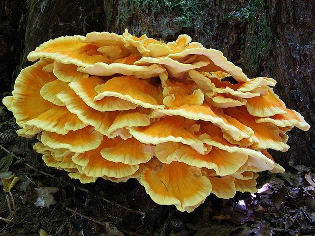 Mushrooms Chicken of the Woods - Chicken of the Woods (Laetiporus sulphureus) are widely distributed mushrooms which grow on trees across Europe and North America. Laetiporus sulphureus grows on hardwoods such as oak, cherry and beech from August to October or later, and causes brown rot in the heartwood of trees on which it grows. Young specimens are edible, but should not be eaten raw. The mushroom tastes good sauteed in butter or in a cream sauce, served on toast or rice, a good substitute for chicken. Laetiporus sulphureus is highly regarded in Germany and North America. - , mushrooms, mushroom, chicken, chickens, woods, wood, flowers, flower, food, foods, Laetiporus, sulphureus, trees, tree, Europe, North, America, hardwoods, hardwood, oak, cherry, beech, August, October, brown, rot, heartwood, young, specimens, specimen, edible, raw, sauteed, butter, cream, sauce, toast, rice, substitute, Germany - Chicken of the Woods (Laetiporus sulphureus) are widely distributed mushrooms which grow on trees across Europe and North America. Laetiporus sulphureus grows on hardwoods such as oak, cherry and beech from August to October or later, and causes brown rot in the heartwood of trees on which it grows. Young specimens are edible, but should not be eaten raw. The mushroom tastes good sauteed in butter or in a cream sauce, served on toast or rice, a good substitute for chicken. Laetiporus sulphureus is highly regarded in Germany and North America. Подреждайте безплатни онлайн Mushrooms Chicken of the Woods пъзел игри или изпратете Mushrooms Chicken of the Woods пъзел игра поздравителна картичка  от puzzles-games.eu.. Mushrooms Chicken of the Woods пъзел, пъзели, пъзели игри, puzzles-games.eu, пъзел игри, online пъзел игри, free пъзел игри, free online пъзел игри, Mushrooms Chicken of the Woods free пъзел игра, Mushrooms Chicken of the Woods online пъзел игра, jigsaw puzzles, Mushrooms Chicken of the Woods jigsaw puzzle, jigsaw puzzle games, jigsaw puzzles games, Mushrooms Chicken of the Woods пъзел игра картичка, пъзели игри картички, Mushrooms Chicken of the Woods пъзел игра поздравителна картичка