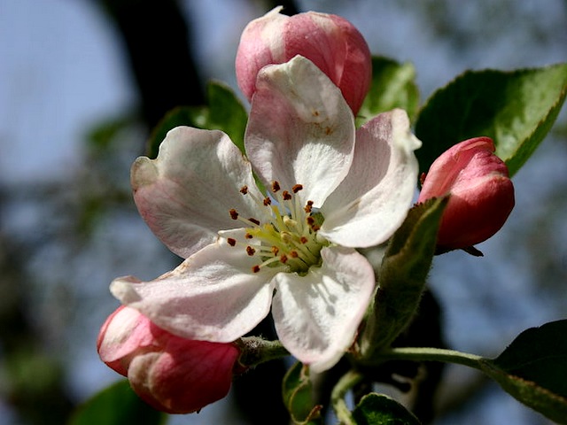 Mutsu Apple Blossom - The cultivar of Mutsu apples was created in Japan in the 1930s, as a cross between a golden delicious and an indo apple. Mutsu apples are a popular dessert variety, with sweet-honeyed flavor mixed with sharp, tangy, and acidic notes.<br />
The variety has the unique ability to be cultivated in three different color variations, that allow the apples to be sold for high prices in Japanese markets. <br />
If the apples are left to grow naturally in full sunlight, the skin remains yellow-green. They are the sweetest version of the apple, named known as Sun Mutsu. <br />
Red Mutsu apples are grown in bags and are exposed to sunlight about a month before harvest to develop a bright red hue, considered a specialty variety.<br />
Silver Mutsu are apples never exposed to sunlight to create a very pale-yellow hue. - , Mutsu, apple, apples, blossom, blossoms, flowers, flower, cultivar, Japan, 1930, golden, delicious, indo, dessert, variety, unique, ability, color, variations, prices, Japanese, markets, naturally, sunlight, skin, version, Sun, Red, bags, month, harvest, bright, hue, Silver - The cultivar of Mutsu apples was created in Japan in the 1930s, as a cross between a golden delicious and an indo apple. Mutsu apples are a popular dessert variety, with sweet-honeyed flavor mixed with sharp, tangy, and acidic notes.<br />
The variety has the unique ability to be cultivated in three different color variations, that allow the apples to be sold for high prices in Japanese markets. <br />
If the apples are left to grow naturally in full sunlight, the skin remains yellow-green. They are the sweetest version of the apple, named known as Sun Mutsu. <br />
Red Mutsu apples are grown in bags and are exposed to sunlight about a month before harvest to develop a bright red hue, considered a specialty variety.<br />
Silver Mutsu are apples never exposed to sunlight to create a very pale-yellow hue. Lösen Sie kostenlose Mutsu Apple Blossom Online Puzzle Spiele oder senden Sie Mutsu Apple Blossom Puzzle Spiel Gruß ecards  from puzzles-games.eu.. Mutsu Apple Blossom puzzle, Rätsel, puzzles, Puzzle Spiele, puzzles-games.eu, puzzle games, Online Puzzle Spiele, kostenlose Puzzle Spiele, kostenlose Online Puzzle Spiele, Mutsu Apple Blossom kostenlose Puzzle Spiel, Mutsu Apple Blossom Online Puzzle Spiel, jigsaw puzzles, Mutsu Apple Blossom jigsaw puzzle, jigsaw puzzle games, jigsaw puzzles games, Mutsu Apple Blossom Puzzle Spiel ecard, Puzzles Spiele ecards, Mutsu Apple Blossom Puzzle Spiel Gruß ecards