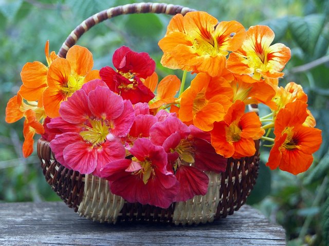 Nasturtium Still Life пазл игру 