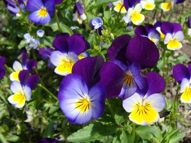 Pansy - Pansy violets are cool season garden flowers with many different colors. - , Pansy, flowers, flower, violet, violets, cool, season, sesons, garden, gardens, color, colors - Pansy violets are cool season garden flowers with many different colors. Solve free online Pansy puzzle games or send Pansy puzzle game greeting ecards  from puzzles-games.eu.. Pansy puzzle, puzzles, puzzles games, puzzles-games.eu, puzzle games, online puzzle games, free puzzle games, free online puzzle games, Pansy free puzzle game, Pansy online puzzle game, jigsaw puzzles, Pansy jigsaw puzzle, jigsaw puzzle games, jigsaw puzzles games, Pansy puzzle game ecard, puzzles games ecards, Pansy puzzle game greeting ecard