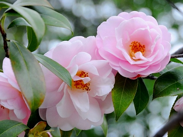 Pink Camellia Japonica - Picturesque blossoms of Camellia Japonica 'April Remembered' of the 'April Series, developed and introduced at the University of North Carolina, that come in a color range from white to pink and red. <br />
Camellia Japonica is a fast growing, cold hardy shrub which blooms heavily with semi-double, large, soft pink flowers which emerge in December-March indoor and April-June in the open field. <br />
Camellias appeared in Europe in the 15th century. It is believed that a tea merchant brought them instead of tea bushes, as both were marked with the hieroglyph 'cha'.<br />
Camellia (In Latin Camelia) is a plant of the Tea family (Theaceae), named in memory of the Czech missionary and botanist Georg Josef Kamel (1661-1706). - , pink, Camellia, Japonica, flowers, flower, picturesque, blossoms, April, Remembered, series, University, North, Carolina, color, range, white, pink, red, shrub, heavily, December, March, indoor, April, June, field, Europe, century, tea, merchant, bushes, hieroglyph, family, Theaceae, memory, Czech, missionary, botanist, Georg, Josef, Kamel - Picturesque blossoms of Camellia Japonica 'April Remembered' of the 'April Series, developed and introduced at the University of North Carolina, that come in a color range from white to pink and red. <br />
Camellia Japonica is a fast growing, cold hardy shrub which blooms heavily with semi-double, large, soft pink flowers which emerge in December-March indoor and April-June in the open field. <br />
Camellias appeared in Europe in the 15th century. It is believed that a tea merchant brought them instead of tea bushes, as both were marked with the hieroglyph 'cha'.<br />
Camellia (In Latin Camelia) is a plant of the Tea family (Theaceae), named in memory of the Czech missionary and botanist Georg Josef Kamel (1661-1706). Решайте бесплатные онлайн Pink Camellia Japonica пазлы игры или отправьте Pink Camellia Japonica пазл игру приветственную открытку  из puzzles-games.eu.. Pink Camellia Japonica пазл, пазлы, пазлы игры, puzzles-games.eu, пазл игры, онлайн пазл игры, игры пазлы бесплатно, бесплатно онлайн пазл игры, Pink Camellia Japonica бесплатно пазл игра, Pink Camellia Japonica онлайн пазл игра , jigsaw puzzles, Pink Camellia Japonica jigsaw puzzle, jigsaw puzzle games, jigsaw puzzles games, Pink Camellia Japonica пазл игра открытка, пазлы игры открытки, Pink Camellia Japonica пазл игра приветственная открытка