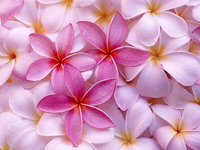 Plumeria Desktop Wallpaper - A beautiful wallpaper for desktop with blossoms of plumeria, which bloom mainly on shrubs and small trees, widespread throughout the tropics. On some Pacific islands, such as Tahiti, Fiji, Samoa, Hawaii, New Zealand, Tonga, and the Cook Islands, the fragrant blossoms of plumeria are used for festoons. - , Plumeria, desktop, desktops, wallpaper, wallpapers, flowers, flower, cartoo, cartoons, nature, natures, beautiful, blossoms, blossom, shrubs, shrub, small, trees, tree, tropics, tropic, Pacific, islands, island, Tahiti, Fiji, Samoa, Hawaii, New, Zealand, Tonga, Cook, fragrant, festoons, festoon - A beautiful wallpaper for desktop with blossoms of plumeria, which bloom mainly on shrubs and small trees, widespread throughout the tropics. On some Pacific islands, such as Tahiti, Fiji, Samoa, Hawaii, New Zealand, Tonga, and the Cook Islands, the fragrant blossoms of plumeria are used for festoons. Solve free online Plumeria Desktop Wallpaper puzzle games or send Plumeria Desktop Wallpaper puzzle game greeting ecards  from puzzles-games.eu.. Plumeria Desktop Wallpaper puzzle, puzzles, puzzles games, puzzles-games.eu, puzzle games, online puzzle games, free puzzle games, free online puzzle games, Plumeria Desktop Wallpaper free puzzle game, Plumeria Desktop Wallpaper online puzzle game, jigsaw puzzles, Plumeria Desktop Wallpaper jigsaw puzzle, jigsaw puzzle games, jigsaw puzzles games, Plumeria Desktop Wallpaper puzzle game ecard, puzzles games ecards, Plumeria Desktop Wallpaper puzzle game greeting ecard