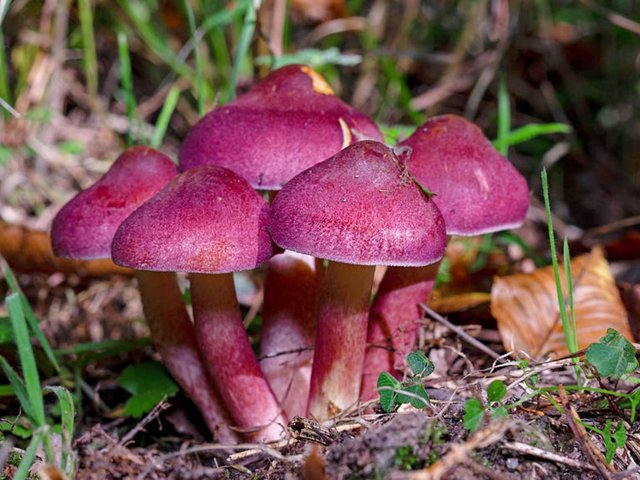 Plums and Custard Mushroom Puzzle Spiel 