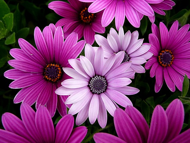 Purple Aster Desktop Wallpaper - A lovely wallpaper for desktop with purple aster flowers from Asteraceae family. - , purple, aster, asters, desktop, desktops, flowers, flower, wallpaper, wallpapers, cartoon, cartoons, nature, natures, lovely, Asteraceae, family, families - A lovely wallpaper for desktop with purple aster flowers from Asteraceae family. Solve free online Purple Aster Desktop Wallpaper puzzle games or send Purple Aster Desktop Wallpaper puzzle game greeting ecards  from puzzles-games.eu.. Purple Aster Desktop Wallpaper puzzle, puzzles, puzzles games, puzzles-games.eu, puzzle games, online puzzle games, free puzzle games, free online puzzle games, Purple Aster Desktop Wallpaper free puzzle game, Purple Aster Desktop Wallpaper online puzzle game, jigsaw puzzles, Purple Aster Desktop Wallpaper jigsaw puzzle, jigsaw puzzle games, jigsaw puzzles games, Purple Aster Desktop Wallpaper puzzle game ecard, puzzles games ecards, Purple Aster Desktop Wallpaper puzzle game greeting ecard