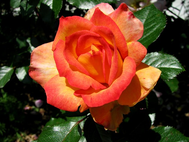 Rainbow Sorbet Rose - Rainbow Sorbet rose is a flower with a magnificent fragrance and huge blossoms in deep yellow mixed with orange and red. It is suitable for colder climates, blooming throughout the growing season and has a long life in vase. - , rainbow, rainbows, sorbet, rose, roses, flowers, flower, nature, natures, magnificent, fragrance, fragrances, huge, blossoms, blossom, deep, yellow, orange, red, colder, climates, climate, growing, season, seasons, life, lifes, vase, vases - Rainbow Sorbet rose is a flower with a magnificent fragrance and huge blossoms in deep yellow mixed with orange and red. It is suitable for colder climates, blooming throughout the growing season and has a long life in vase. Решайте бесплатные онлайн Rainbow Sorbet Rose пазлы игры или отправьте Rainbow Sorbet Rose пазл игру приветственную открытку  из puzzles-games.eu.. Rainbow Sorbet Rose пазл, пазлы, пазлы игры, puzzles-games.eu, пазл игры, онлайн пазл игры, игры пазлы бесплатно, бесплатно онлайн пазл игры, Rainbow Sorbet Rose бесплатно пазл игра, Rainbow Sorbet Rose онлайн пазл игра , jigsaw puzzles, Rainbow Sorbet Rose jigsaw puzzle, jigsaw puzzle games, jigsaw puzzles games, Rainbow Sorbet Rose пазл игра открытка, пазлы игры открытки, Rainbow Sorbet Rose пазл игра приветственная открытка