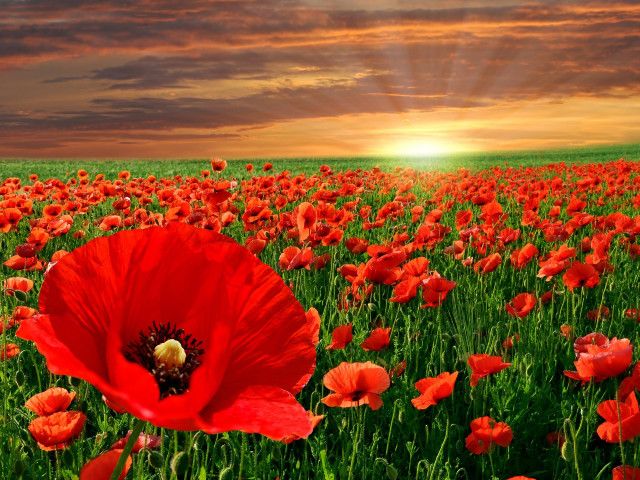 Red Poppies Field Wallpaper - Wallpaper with an amazingly beautiful sunset over a field of blooming red poppies, a brilliant spring show of red flowers. <br />
The red poppy (Papaver Rhoeas), known as the field or corn poppy, or Flanders field poppy, is the most popular wildflower in all the world. <br />
It is a readily self-seed annual plant, blooming most heavily in April and June. <br />
Native to Europe and Asia, that was once considered a weed, the Papaver rhoeas now symbolizes Remembrance day, which recognizes the fallen soldiers of World War I. - , red, poppies, poppy, field, fields, wallpaper, wallpapers, flowers, flower, amazingly, beautiful, sunset, brilliant, spring, show, Papaver, Rhoeas, corn, poppy, Flanders, popular, wildflower, world, annual, plant, April, June, Europe, Asia, weed, weeds, Remembrance, day, soldiers, war, WWI - Wallpaper with an amazingly beautiful sunset over a field of blooming red poppies, a brilliant spring show of red flowers. <br />
The red poppy (Papaver Rhoeas), known as the field or corn poppy, or Flanders field poppy, is the most popular wildflower in all the world. <br />
It is a readily self-seed annual plant, blooming most heavily in April and June. <br />
Native to Europe and Asia, that was once considered a weed, the Papaver rhoeas now symbolizes Remembrance day, which recognizes the fallen soldiers of World War I. Solve free online Red Poppies Field Wallpaper puzzle games or send Red Poppies Field Wallpaper puzzle game greeting ecards  from puzzles-games.eu.. Red Poppies Field Wallpaper puzzle, puzzles, puzzles games, puzzles-games.eu, puzzle games, online puzzle games, free puzzle games, free online puzzle games, Red Poppies Field Wallpaper free puzzle game, Red Poppies Field Wallpaper online puzzle game, jigsaw puzzles, Red Poppies Field Wallpaper jigsaw puzzle, jigsaw puzzle games, jigsaw puzzles games, Red Poppies Field Wallpaper puzzle game ecard, puzzles games ecards, Red Poppies Field Wallpaper puzzle game greeting ecard