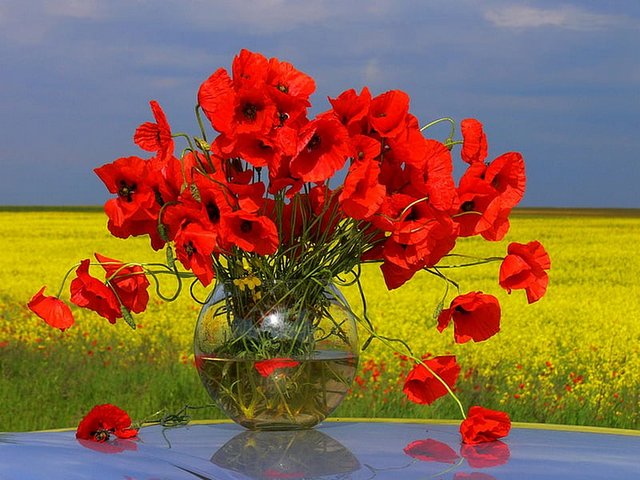 Red Poppies in Vase Wallpaper - Wallpaper with pretty bouquet of red poppies in vase on a glass table in garden.<br />
Poppy is one of the brightest flowers in the world, attracting a lot of attention. This is a magical mystery flower that symbolizes both the beauty of life and the horror of death. The red poppy is a symbol of both Remembrance and hope for a peaceful future. <br />
In despite of considering them as a source of harmful substances, poppies are just a very beautiful flowers, as if woven from tongues of flame, which pleases the eye and stirs the soul, in which are reflecting the tenderness and flame of love. - , red, poppies, poppy, vase, wallpaper, wallpapers, flowers, flower, pretty, bouquet, glass, table, garden, brightest, world, attention, magical, mystery, beauty, life, horror, death, symbol, Remembrance, hope, peaceful, future, source, harmful, substances, beautiful, tongues, flame, eye, soul, tenderness, flame, love - Wallpaper with pretty bouquet of red poppies in vase on a glass table in garden.<br />
Poppy is one of the brightest flowers in the world, attracting a lot of attention. This is a magical mystery flower that symbolizes both the beauty of life and the horror of death. The red poppy is a symbol of both Remembrance and hope for a peaceful future. <br />
In despite of considering them as a source of harmful substances, poppies are just a very beautiful flowers, as if woven from tongues of flame, which pleases the eye and stirs the soul, in which are reflecting the tenderness and flame of love. Solve free online Red Poppies in Vase Wallpaper puzzle games or send Red Poppies in Vase Wallpaper puzzle game greeting ecards  from puzzles-games.eu.. Red Poppies in Vase Wallpaper puzzle, puzzles, puzzles games, puzzles-games.eu, puzzle games, online puzzle games, free puzzle games, free online puzzle games, Red Poppies in Vase Wallpaper free puzzle game, Red Poppies in Vase Wallpaper online puzzle game, jigsaw puzzles, Red Poppies in Vase Wallpaper jigsaw puzzle, jigsaw puzzle games, jigsaw puzzles games, Red Poppies in Vase Wallpaper puzzle game ecard, puzzles games ecards, Red Poppies in Vase Wallpaper puzzle game greeting ecard