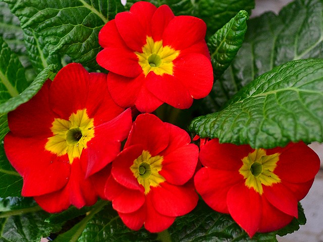 Red Primrose - The red primrose, Primula acaulis 'Danova Red' (syn. Primula vulgaris) features large (1.5-2? wide) dark red bloossoms with a sharply contrasting bright yellow eye which like jewels are glinting and glowing as the sun goes down. Primula acaulis are common winter plants (usually available from December till March), although they can also be grown as houseplants in a cool room. - , red, primrose, primroses, flowers, flower, Primula, acaulis, Danova, Primula, vulgaris, bloossoms, bloossom, sharply, contrasting, bright, yellow, eye, eyes, jewels, jewel, sun, goes, down, winter, plants, plant, December, March, houseplants, houseplant, cool, room, rooms - The red primrose, Primula acaulis 'Danova Red' (syn. Primula vulgaris) features large (1.5-2? wide) dark red bloossoms with a sharply contrasting bright yellow eye which like jewels are glinting and glowing as the sun goes down. Primula acaulis are common winter plants (usually available from December till March), although they can also be grown as houseplants in a cool room. Solve free online Red Primrose puzzle games or send Red Primrose puzzle game greeting ecards  from puzzles-games.eu.. Red Primrose puzzle, puzzles, puzzles games, puzzles-games.eu, puzzle games, online puzzle games, free puzzle games, free online puzzle games, Red Primrose free puzzle game, Red Primrose online puzzle game, jigsaw puzzles, Red Primrose jigsaw puzzle, jigsaw puzzle games, jigsaw puzzles games, Red Primrose puzzle game ecard, puzzles games ecards, Red Primrose puzzle game greeting ecard