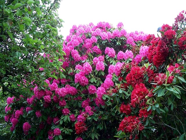 Rhododendrons in Lynnwood - A garden with differently colored tall rhododendrons in Lynnwood, Washington. - , rhododendrons, rhododendron, flowers, flower, garden, gardens, park, parks, Lynnwood, Washington - A garden with differently colored tall rhododendrons in Lynnwood, Washington. Lösen Sie kostenlose Rhododendrons in Lynnwood Online Puzzle Spiele oder senden Sie Rhododendrons in Lynnwood Puzzle Spiel Gruß ecards  from puzzles-games.eu.. Rhododendrons in Lynnwood puzzle, Rätsel, puzzles, Puzzle Spiele, puzzles-games.eu, puzzle games, Online Puzzle Spiele, kostenlose Puzzle Spiele, kostenlose Online Puzzle Spiele, Rhododendrons in Lynnwood kostenlose Puzzle Spiel, Rhododendrons in Lynnwood Online Puzzle Spiel, jigsaw puzzles, Rhododendrons in Lynnwood jigsaw puzzle, jigsaw puzzle games, jigsaw puzzles games, Rhododendrons in Lynnwood Puzzle Spiel ecard, Puzzles Spiele ecards, Rhododendrons in Lynnwood Puzzle Spiel Gruß ecards