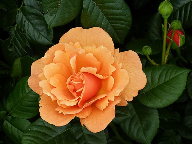 Rose Easy Does It - 'Easy Does It' is a stunning Floribunda, Hybrid Tea Rose and as its name implies, is one of the easiest species of roses for cultivation. <br />
It blooms abundant in clusters at about 90 to 120 cm tall, covered with beautiful multi-colored roses with hues of mango-orange, peach-pink and honey-apricot, on a background of dark green glossy and healthy foliage. This lovely rose blooms continuously all summer with amazing swirling shades, starting in scarlet, then moving through orange, apricot, raspberry and finally light pink. It has a moderately fruity fragrance and is very resistant to diseases. - , rose, roses, easy, flowers, flower, stunning, floribunda, hybrid, tea, name, species, cultivation, abundant, clusters, cluster, beautiful, multi, hues, hue, mango, orange, peach, pink, honey, apricot, background, backgrounds, dark, green, glossy, healthy, foliage, lovely, continuously, summer, amazing, swirling, shades, shade, scarlet, raspberry, finally, light, moderately, fruity, fragrance, resistant, diseases, disease - 'Easy Does It' is a stunning Floribunda, Hybrid Tea Rose and as its name implies, is one of the easiest species of roses for cultivation. <br />
It blooms abundant in clusters at about 90 to 120 cm tall, covered with beautiful multi-colored roses with hues of mango-orange, peach-pink and honey-apricot, on a background of dark green glossy and healthy foliage. This lovely rose blooms continuously all summer with amazing swirling shades, starting in scarlet, then moving through orange, apricot, raspberry and finally light pink. It has a moderately fruity fragrance and is very resistant to diseases. Solve free online Rose Easy Does It puzzle games or send Rose Easy Does It puzzle game greeting ecards  from puzzles-games.eu.. Rose Easy Does It puzzle, puzzles, puzzles games, puzzles-games.eu, puzzle games, online puzzle games, free puzzle games, free online puzzle games, Rose Easy Does It free puzzle game, Rose Easy Does It online puzzle game, jigsaw puzzles, Rose Easy Does It jigsaw puzzle, jigsaw puzzle games, jigsaw puzzles games, Rose Easy Does It puzzle game ecard, puzzles games ecards, Rose Easy Does It puzzle game greeting ecard
