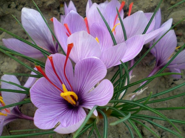Saffron Crocus - Saffron Crocus (Crocus sativus) brightens up fall with light lilac-violet flowers. Inside the petals, there are deep orange-red stigmas (three per flower). These are the source of what we know of as saffron, the world’s most expensive spice. <br />
Harvesting the flowers is real back-breaking work as the plants are very small. Then there is a delicate operation to remove the three dark red stigmas from each female flower. It takes 165 crocus flowers to make just one gram of saffron spice. <br />
Iran is the world’s biggest grower of saffron, followed by Kashmir and Spain. It’s also grown in Italy and Greece, but the world’s finest saffron generally coming from the La Mancha area of Spain. - , Saffron, crocus, crocuses, flowers, flower, sativus, fall, with, light, lilac, violet, petals, orange, red, stigmas, source, expensive, spice, spices, work, plants, delicate, operation, dark, red, stigmas, stigma, female, flower, gram, Iran, grower, Kashmir, Spain, Italy, Greece, LaMancha, area, areas - Saffron Crocus (Crocus sativus) brightens up fall with light lilac-violet flowers. Inside the petals, there are deep orange-red stigmas (three per flower). These are the source of what we know of as saffron, the world’s most expensive spice. <br />
Harvesting the flowers is real back-breaking work as the plants are very small. Then there is a delicate operation to remove the three dark red stigmas from each female flower. It takes 165 crocus flowers to make just one gram of saffron spice. <br />
Iran is the world’s biggest grower of saffron, followed by Kashmir and Spain. It’s also grown in Italy and Greece, but the world’s finest saffron generally coming from the La Mancha area of Spain. Решайте бесплатные онлайн Saffron Crocus пазлы игры или отправьте Saffron Crocus пазл игру приветственную открытку  из puzzles-games.eu.. Saffron Crocus пазл, пазлы, пазлы игры, puzzles-games.eu, пазл игры, онлайн пазл игры, игры пазлы бесплатно, бесплатно онлайн пазл игры, Saffron Crocus бесплатно пазл игра, Saffron Crocus онлайн пазл игра , jigsaw puzzles, Saffron Crocus jigsaw puzzle, jigsaw puzzle games, jigsaw puzzles games, Saffron Crocus пазл игра открытка, пазлы игры открытки, Saffron Crocus пазл игра приветственная открытка
