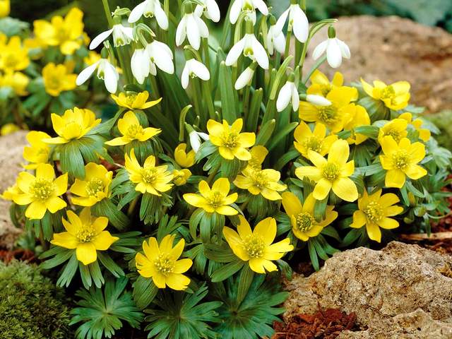 Spring Flowers Aconites and Snowdrops - Beautiful bright-yellow aconites (Eranthis hyemalis) and delicate white snowdrops (Galanthus nivalis), the first cheerful flowers after the long winter, heralds of the spring. - , spring, flowers, flower, aconites, aconite, snowdrops, snowdrop, nature, natures, season, seasons, beautiful, bright, yellow, Eranthis, hyemalis, delicate, white, Galanthus, nivalis, first, cheerful, long, winter, heralds, herald - Beautiful bright-yellow aconites (Eranthis hyemalis) and delicate white snowdrops (Galanthus nivalis), the first cheerful flowers after the long winter, heralds of the spring. Resuelve rompecabezas en línea gratis Spring Flowers Aconites and Snowdrops juegos puzzle o enviar Spring Flowers Aconites and Snowdrops juego de puzzle tarjetas electrónicas de felicitación  de puzzles-games.eu.. Spring Flowers Aconites and Snowdrops puzzle, puzzles, rompecabezas juegos, puzzles-games.eu, juegos de puzzle, juegos en línea del rompecabezas, juegos gratis puzzle, juegos en línea gratis rompecabezas, Spring Flowers Aconites and Snowdrops juego de puzzle gratuito, Spring Flowers Aconites and Snowdrops juego de rompecabezas en línea, jigsaw puzzles, Spring Flowers Aconites and Snowdrops jigsaw puzzle, jigsaw puzzle games, jigsaw puzzles games, Spring Flowers Aconites and Snowdrops rompecabezas de juego tarjeta electrónica, juegos de puzzles tarjetas electrónicas, Spring Flowers Aconites and Snowdrops puzzle tarjeta electrónica de felicitación