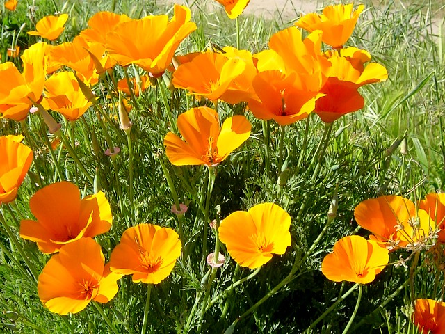 Spring Flowers Golden California Poppies - The golden poppies (Eschscholzia californica) are spring flowers, which bloom in open areas, on grassy or sandy slopes, in southern parts of California and Washington and East Texas, cherished by Indians as both a source of food and for oil extracted from the plant. - , spring, flowers, flower, golden, California, poppies, poppy, nature, natures, holidays, holiday, season, seasons, places, place, travel, travels, tour, tours, trips, trip, Eschscholzia, californica, open, areas, area, grassy, sandy, slopes, slope, southern, parts, part, Washington, East, Texas, source, sources, food, foods, oil, oils, plant, plants - The golden poppies (Eschscholzia californica) are spring flowers, which bloom in open areas, on grassy or sandy slopes, in southern parts of California and Washington and East Texas, cherished by Indians as both a source of food and for oil extracted from the plant. Lösen Sie kostenlose Spring Flowers Golden California Poppies Online Puzzle Spiele oder senden Sie Spring Flowers Golden California Poppies Puzzle Spiel Gruß ecards  from puzzles-games.eu.. Spring Flowers Golden California Poppies puzzle, Rätsel, puzzles, Puzzle Spiele, puzzles-games.eu, puzzle games, Online Puzzle Spiele, kostenlose Puzzle Spiele, kostenlose Online Puzzle Spiele, Spring Flowers Golden California Poppies kostenlose Puzzle Spiel, Spring Flowers Golden California Poppies Online Puzzle Spiel, jigsaw puzzles, Spring Flowers Golden California Poppies jigsaw puzzle, jigsaw puzzle games, jigsaw puzzles games, Spring Flowers Golden California Poppies Puzzle Spiel ecard, Puzzles Spiele ecards, Spring Flowers Golden California Poppies Puzzle Spiel Gruß ecards