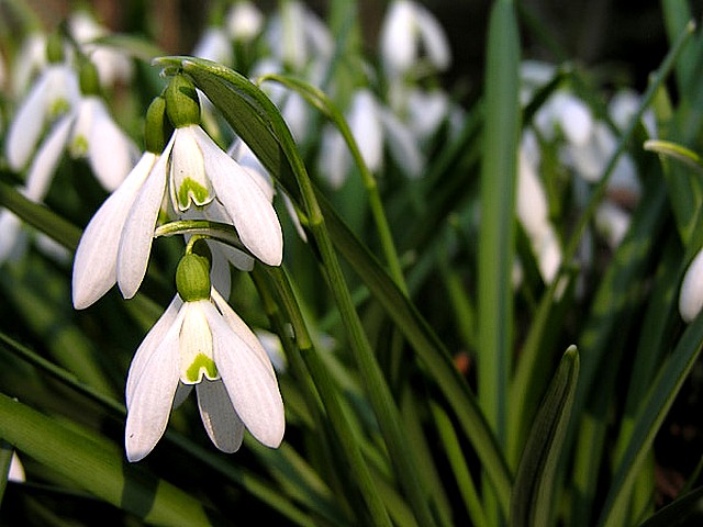 Spring Flowers Snowdrops - Snowdrops (Galanthus) are first heralds of spring, flowers that often poking through the melting snow in late winter, before the vernal equinox. - , spring, flowers, flower, snowdrops, snowdrop, nature, natures, holidays, holiday, season, seasons, places, place, Galanthus, first, heralds, herald, snow, late, winter, winters, vernal, equinox - Snowdrops (Galanthus) are first heralds of spring, flowers that often poking through the melting snow in late winter, before the vernal equinox. Подреждайте безплатни онлайн Spring Flowers Snowdrops пъзел игри или изпратете Spring Flowers Snowdrops пъзел игра поздравителна картичка  от puzzles-games.eu.. Spring Flowers Snowdrops пъзел, пъзели, пъзели игри, puzzles-games.eu, пъзел игри, online пъзел игри, free пъзел игри, free online пъзел игри, Spring Flowers Snowdrops free пъзел игра, Spring Flowers Snowdrops online пъзел игра, jigsaw puzzles, Spring Flowers Snowdrops jigsaw puzzle, jigsaw puzzle games, jigsaw puzzles games, Spring Flowers Snowdrops пъзел игра картичка, пъзели игри картички, Spring Flowers Snowdrops пъзел игра поздравителна картичка