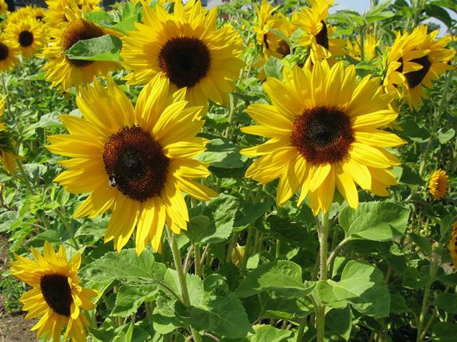 Sunflowers puzzle game 