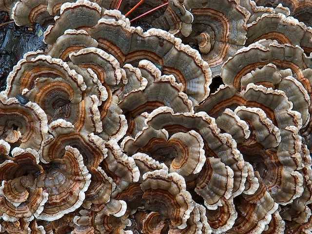 Turkey Tail Mushrooms in Buttermilk Falls State Park Ithaca New York USA - The 'Trametes versicolor' mushrooms, which resemble to the tail of the wild turkey, found among the beautiful landscape of the lake Treman in 'Buttermilk Falls State Park' near Ithaca, New York, USA. They are polypore mushrooms, which are spread in a wide variety of colours throughout the world. In  Chinese medicine they are recognized as a medicinal mushroom under the name yun zhi and are used for immuno-adjuvant therapy of cancer. - , turkey, turkeys, tail, tails, mushrooms, mushroom, Buttermilk, Falls, fall, State, Park, parks, Ithaca, New, York, USA, flowers, flower, nature, natures, travel, travel, trip, trips, tour, tours, Trametes, versicolor, wild, beautiful, landscape, landscapes, lake, lakes, Treman, polypore, wide, variety, varieties, colours, colour, world, worlds, Chinese, medicine, medicinal, name, names, therapy, therapies, cancer - The 'Trametes versicolor' mushrooms, which resemble to the tail of the wild turkey, found among the beautiful landscape of the lake Treman in 'Buttermilk Falls State Park' near Ithaca, New York, USA. They are polypore mushrooms, which are spread in a wide variety of colours throughout the world. In  Chinese medicine they are recognized as a medicinal mushroom under the name yun zhi and are used for immuno-adjuvant therapy of cancer. Решайте бесплатные онлайн Turkey Tail Mushrooms in Buttermilk Falls State Park Ithaca New York USA пазлы игры или отправьте Turkey Tail Mushrooms in Buttermilk Falls State Park Ithaca New York USA пазл игру приветственную открытку  из puzzles-games.eu.. Turkey Tail Mushrooms in Buttermilk Falls State Park Ithaca New York USA пазл, пазлы, пазлы игры, puzzles-games.eu, пазл игры, онлайн пазл игры, игры пазлы бесплатно, бесплатно онлайн пазл игры, Turkey Tail Mushrooms in Buttermilk Falls State Park Ithaca New York USA бесплатно пазл игра, Turkey Tail Mushrooms in Buttermilk Falls State Park Ithaca New York USA онлайн пазл игра , jigsaw puzzles, Turkey Tail Mushrooms in Buttermilk Falls State Park Ithaca New York USA jigsaw puzzle, jigsaw puzzle games, jigsaw puzzles games, Turkey Tail Mushrooms in Buttermilk Falls State Park Ithaca New York USA пазл игра открытка, пазлы игры открытки, Turkey Tail Mushrooms in Buttermilk Falls State Park Ithaca New York USA пазл игра приветственная открытка