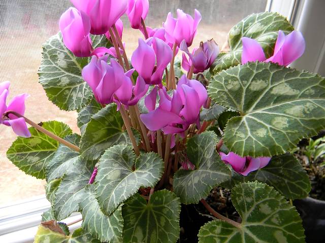 Valentines Day Gift Cyclamen - The magnificent cyclamen, a delicate flower, which blooms in different colours only around February and March, is an ideal gift for Valentine's Day. - , Valentines, day, days, gift, gifts, cyclamen, flowers, flower, holidays, holiday, feast, feasts, festival, festivals, festivity, festivities, celebrations, celebration, magnificent, delicate, different, colours, colour, February, March, ideal - The magnificent cyclamen, a delicate flower, which blooms in different colours only around February and March, is an ideal gift for Valentine's Day. Решайте бесплатные онлайн Valentines Day Gift Cyclamen пазлы игры или отправьте Valentines Day Gift Cyclamen пазл игру приветственную открытку  из puzzles-games.eu.. Valentines Day Gift Cyclamen пазл, пазлы, пазлы игры, puzzles-games.eu, пазл игры, онлайн пазл игры, игры пазлы бесплатно, бесплатно онлайн пазл игры, Valentines Day Gift Cyclamen бесплатно пазл игра, Valentines Day Gift Cyclamen онлайн пазл игра , jigsaw puzzles, Valentines Day Gift Cyclamen jigsaw puzzle, jigsaw puzzle games, jigsaw puzzles games, Valentines Day Gift Cyclamen пазл игра открытка, пазлы игры открытки, Valentines Day Gift Cyclamen пазл игра приветственная открытка
