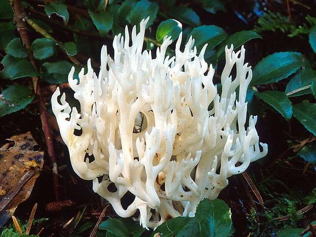 White Coral Mushrooms in California America - The white coral mushrooms (Ramariopsis kunzei, formerly called Clavaria kunzei) are edible species in the Clavariaceae family, which are widespread in northeastern North America and from the Pacific Northwest to the southern California, Europe, Asia, and Australia. These mushrooms are with branched structure, white colour some of them tinged with pink, fragile flesh and grow terrestrially, rarely on decayed woods in mixed forests. - , white, coral, corals, mushrooms, mushroom, California, America, flowers, flower, nature, natures, travel, travel, trip, trips, tour, tours, Ramariopsis, kunzei, Clavaria, edible, species, specie, Clavariaceae, family, families, northeastern, North, Pacific, Northwest, southern, Europe, Asia, Australia, branched, structure, structures, colour, colours, pink, fragile, flesh, terrestrially, decayed, woods, wood, mixed, forests, forest - The white coral mushrooms (Ramariopsis kunzei, formerly called Clavaria kunzei) are edible species in the Clavariaceae family, which are widespread in northeastern North America and from the Pacific Northwest to the southern California, Europe, Asia, and Australia. These mushrooms are with branched structure, white colour some of them tinged with pink, fragile flesh and grow terrestrially, rarely on decayed woods in mixed forests. Solve free online White Coral Mushrooms in California America puzzle games or send White Coral Mushrooms in California America puzzle game greeting ecards  from puzzles-games.eu.. White Coral Mushrooms in California America puzzle, puzzles, puzzles games, puzzles-games.eu, puzzle games, online puzzle games, free puzzle games, free online puzzle games, White Coral Mushrooms in California America free puzzle game, White Coral Mushrooms in California America online puzzle game, jigsaw puzzles, White Coral Mushrooms in California America jigsaw puzzle, jigsaw puzzle games, jigsaw puzzles games, White Coral Mushrooms in California America puzzle game ecard, puzzles games ecards, White Coral Mushrooms in California America puzzle game greeting ecard