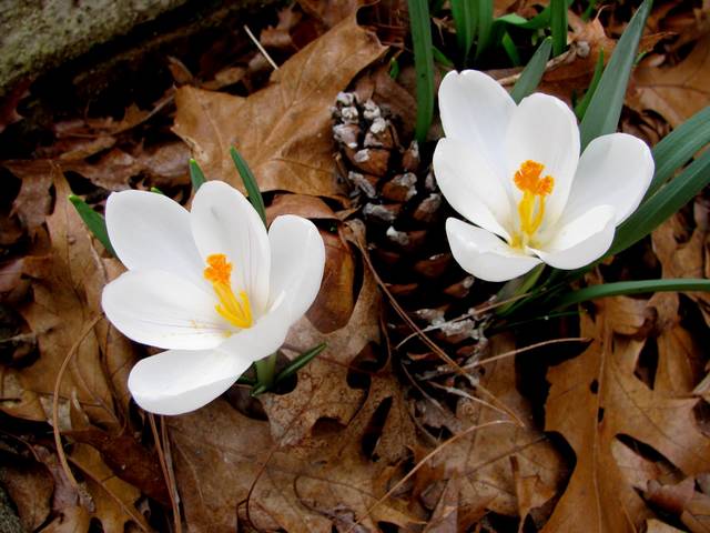 White Crocus - Two gorgeous graciously smiling blossoms of white crocus, flowers which bloom after snowdrops in early spring. They grow in woodlands and gardens of Eastern Europe and theirs pure-white petals are opened to the sun and closed during the night. - , white, crocus, crocuses, flowers, flower, nature, natures, season, seasons, gorgeous, graciously, smiling, blossoms, blossom, snowdrops, snowdrop, early, spring, woodlands, woodland, gardens, garden, Eastern, Europe, pure, petals, petal, sun, night, nights - Two gorgeous graciously smiling blossoms of white crocus, flowers which bloom after snowdrops in early spring. They grow in woodlands and gardens of Eastern Europe and theirs pure-white petals are opened to the sun and closed during the night. Solve free online White Crocus puzzle games or send White Crocus puzzle game greeting ecards  from puzzles-games.eu.. White Crocus puzzle, puzzles, puzzles games, puzzles-games.eu, puzzle games, online puzzle games, free puzzle games, free online puzzle games, White Crocus free puzzle game, White Crocus online puzzle game, jigsaw puzzles, White Crocus jigsaw puzzle, jigsaw puzzle games, jigsaw puzzles games, White Crocus puzzle game ecard, puzzles games ecards, White Crocus puzzle game greeting ecard