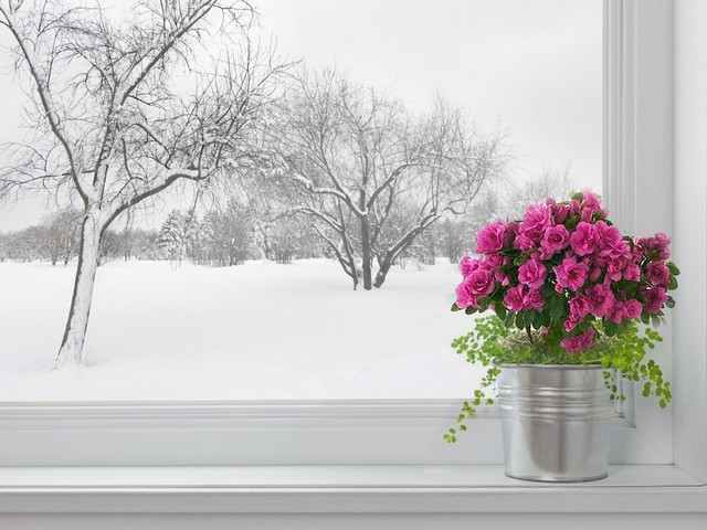 Winter Landscape and Azalea Wallpaper - Beautiful wallpaper with winter landscape seen through the window, and a gorgeous Azalea in a pot on a windowsill, as a colorful prelude to spring. <br />
Providing several weeks of blooms, the incredible flowering potted Azaleas are one of the loveliest flowers to have for early indoor color, always appropriate for everyone as a gift and long-lasting remembrance. - , winter, landscape, landscape, Azalea, Azaleas, wallpaper, wallpapers, flower, flowers, nature, beautiful, window, windows, gorgeous, pot, pots, windowsill, colorful, prelude, spring, weeks, week, blooms, bloom, incredible, early, indoor, color, gift, remembrance - Beautiful wallpaper with winter landscape seen through the window, and a gorgeous Azalea in a pot on a windowsill, as a colorful prelude to spring. <br />
Providing several weeks of blooms, the incredible flowering potted Azaleas are one of the loveliest flowers to have for early indoor color, always appropriate for everyone as a gift and long-lasting remembrance. Решайте бесплатные онлайн Winter Landscape and Azalea Wallpaper пазлы игры или отправьте Winter Landscape and Azalea Wallpaper пазл игру приветственную открытку  из puzzles-games.eu.. Winter Landscape and Azalea Wallpaper пазл, пазлы, пазлы игры, puzzles-games.eu, пазл игры, онлайн пазл игры, игры пазлы бесплатно, бесплатно онлайн пазл игры, Winter Landscape and Azalea Wallpaper бесплатно пазл игра, Winter Landscape and Azalea Wallpaper онлайн пазл игра , jigsaw puzzles, Winter Landscape and Azalea Wallpaper jigsaw puzzle, jigsaw puzzle games, jigsaw puzzles games, Winter Landscape and Azalea Wallpaper пазл игра открытка, пазлы игры открытки, Winter Landscape and Azalea Wallpaper пазл игра приветственная открытка