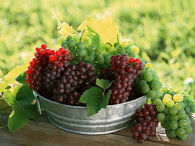 Autumn Fresh Grapes Wallpaper - Autumn wallpaper with fresh grapes species for wine production. - , autumn, autumns, fresh, grapes, wallpaper, wallpapers, food, foods, cartoon, cartoos, nature, natures, season, seasons, species, specie, wine, wines, production, productions - Autumn wallpaper with fresh grapes species for wine production. Solve free online Autumn Fresh Grapes Wallpaper puzzle games or send Autumn Fresh Grapes Wallpaper puzzle game greeting ecards  from puzzles-games.eu.. Autumn Fresh Grapes Wallpaper puzzle, puzzles, puzzles games, puzzles-games.eu, puzzle games, online puzzle games, free puzzle games, free online puzzle games, Autumn Fresh Grapes Wallpaper free puzzle game, Autumn Fresh Grapes Wallpaper online puzzle game, jigsaw puzzles, Autumn Fresh Grapes Wallpaper jigsaw puzzle, jigsaw puzzle games, jigsaw puzzles games, Autumn Fresh Grapes Wallpaper puzzle game ecard, puzzles games ecards, Autumn Fresh Grapes Wallpaper puzzle game greeting ecard
