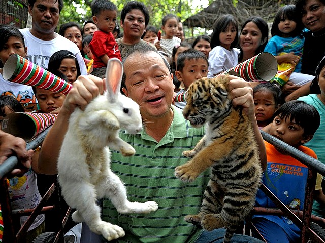 Rabbit and Tiger at Malabon Zoo in Northern Metro Manila Philippines - Rabbit and Tiger at the 'Malabon Zoo' in Northern Metro Manila ('National Capital Region'), Philippines, so as to be illustrated the passage from the 'Year of the Tiger' towards the 'Year of the Rabbit' (Dec 28, 2010). - , rabbit, rabbits, tiger, tigers, Malabon, Zoo, zoos, Northern, Metro, Manila, Philippines, show, shows, holidays, holiday, festival, festivals, celebrations, celebration, travel, travels, tour, tours, entertainment, entertainments, 'National, Capital, capitals, Region, regions, year, years, 2010 - Rabbit and Tiger at the 'Malabon Zoo' in Northern Metro Manila ('National Capital Region'), Philippines, so as to be illustrated the passage from the 'Year of the Tiger' towards the 'Year of the Rabbit' (Dec 28, 2010). Solve free online Rabbit and Tiger at Malabon Zoo in Northern Metro Manila Philippines puzzle games or send Rabbit and Tiger at Malabon Zoo in Northern Metro Manila Philippines puzzle game greeting ecards  from puzzles-games.eu.. Rabbit and Tiger at Malabon Zoo in Northern Metro Manila Philippines puzzle, puzzles, puzzles games, puzzles-games.eu, puzzle games, online puzzle games, free puzzle games, free online puzzle games, Rabbit and Tiger at Malabon Zoo in Northern Metro Manila Philippines free puzzle game, Rabbit and Tiger at Malabon Zoo in Northern Metro Manila Philippines online puzzle game, jigsaw puzzles, Rabbit and Tiger at Malabon Zoo in Northern Metro Manila Philippines jigsaw puzzle, jigsaw puzzle games, jigsaw puzzles games, Rabbit and Tiger at Malabon Zoo in Northern Metro Manila Philippines puzzle game ecard, puzzles games ecards, Rabbit and Tiger at Malabon Zoo in Northern Metro Manila Philippines puzzle game greeting ecard