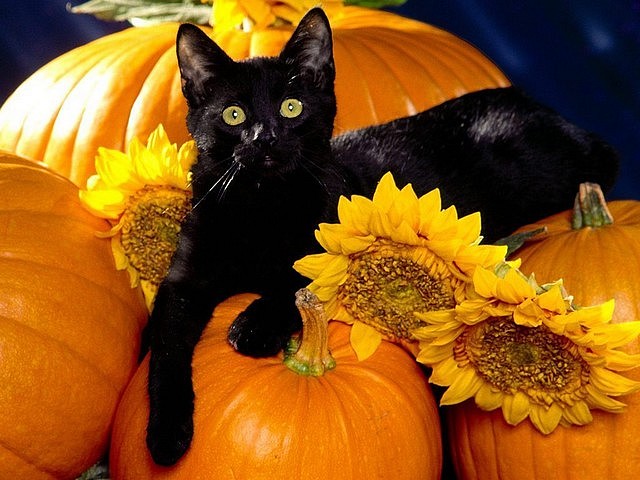 Halloween Black Cat among Pumpkins - The black cat among pumpkins is associated with Halloween and the occult by different cultures, as evils, causing bad luck, familiar of witches, and many other dark things. - , Halloween, black, cat, cats, pumpkins, pumpkin, holidays, holiday, party, parties, feast, feasts, festival, festivals, festivity, festivities, occult, cultures, culture, evils, evil, bad, luck, lucks, familiar, witches, witch, dark, things, thing - The black cat among pumpkins is associated with Halloween and the occult by different cultures, as evils, causing bad luck, familiar of witches, and many other dark things. Solve free online Halloween Black Cat among Pumpkins puzzle games or send Halloween Black Cat among Pumpkins puzzle game greeting ecards  from puzzles-games.eu.. Halloween Black Cat among Pumpkins puzzle, puzzles, puzzles games, puzzles-games.eu, puzzle games, online puzzle games, free puzzle games, free online puzzle games, Halloween Black Cat among Pumpkins free puzzle game, Halloween Black Cat among Pumpkins online puzzle game, jigsaw puzzles, Halloween Black Cat among Pumpkins jigsaw puzzle, jigsaw puzzle games, jigsaw puzzles games, Halloween Black Cat among Pumpkins puzzle game ecard, puzzles games ecards, Halloween Black Cat among Pumpkins puzzle game greeting ecard