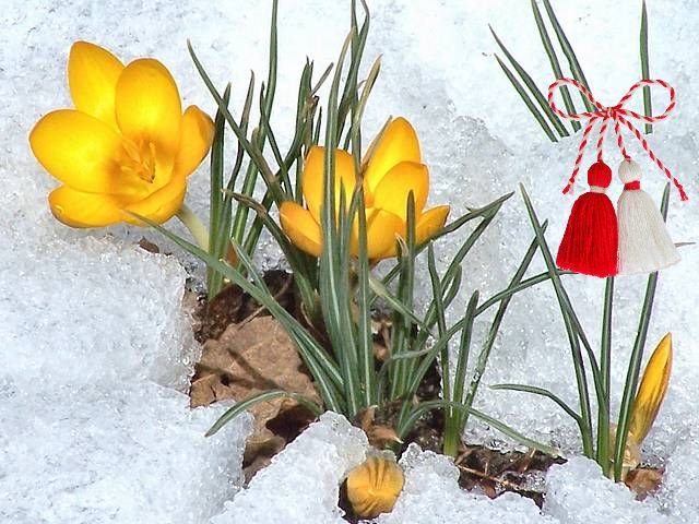 Martenitsa and Yellow Crocus in Snow Wallpaper - Wallpaper with the first heralds of spring, a yellow crocus, which shyly peeps in melting snow and Bulgarian martenitza. According to an ancient tradition in Bulgaria, each year on the 1-st of March in anticipation of the spring are exchanged martenitsas, adornments, made of a white and a red twisted thread. The white colour symbolizes the winter and its purity. The red colour symbolizes the coming spring, new hope and the expectation of the warm weather, and keeps away the evil spirits and the diseases. - , martenitsa, martenitsas, yellow, crocus, crocuses, snow, wallpaper, wallpapers, holiday, holidays, flower, flowers, season, sesons, heralds, herald, spring, shyly, snow, Bulgarian, ancient, tradition, traditions, Bulgaria, year, years, March, anticipation, adornments, adornment, white, red, thread, threads, colour, colours, winter, purity, hope, expectation, warm, weath, evil, evils, spirits, spirit, diseases, disease - Wallpaper with the first heralds of spring, a yellow crocus, which shyly peeps in melting snow and Bulgarian martenitza. According to an ancient tradition in Bulgaria, each year on the 1-st of March in anticipation of the spring are exchanged martenitsas, adornments, made of a white and a red twisted thread. The white colour symbolizes the winter and its purity. The red colour symbolizes the coming spring, new hope and the expectation of the warm weather, and keeps away the evil spirits and the diseases. Решайте бесплатные онлайн Martenitsa and Yellow Crocus in Snow Wallpaper пазлы игры или отправьте Martenitsa and Yellow Crocus in Snow Wallpaper пазл игру приветственную открытку  из puzzles-games.eu.. Martenitsa and Yellow Crocus in Snow Wallpaper пазл, пазлы, пазлы игры, puzzles-games.eu, пазл игры, онлайн пазл игры, игры пазлы бесплатно, бесплатно онлайн пазл игры, Martenitsa and Yellow Crocus in Snow Wallpaper бесплатно пазл игра, Martenitsa and Yellow Crocus in Snow Wallpaper онлайн пазл игра , jigsaw puzzles, Martenitsa and Yellow Crocus in Snow Wallpaper jigsaw puzzle, jigsaw puzzle games, jigsaw puzzles games, Martenitsa and Yellow Crocus in Snow Wallpaper пазл игра открытка, пазлы игры открытки, Martenitsa and Yellow Crocus in Snow Wallpaper пазл игра приветственная открытка