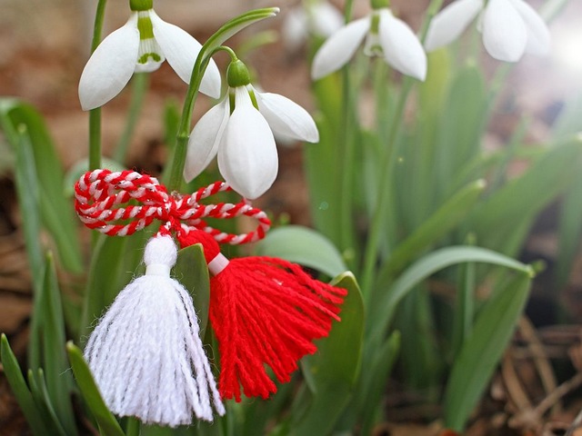 Snowdrops with Martenitsa - Snowdrops, the first heralds of spring, decorated with traditional Bulgarian Martenitsa. Martenitsa is a special amulet, made of tassels with twined red and white threads, which Bulgarian people exchange on 1-st of March, as a symbol of joy, health and long life. - , snowdrops, snowdrop, martenitsa, holidays, holiday, heralds, herald, spring, traditional, Bulgarian, amulet, amulets, tassels, tassel, red, white, threads, thread, people, exchange, March, symbol, symbols, joy, health, life - Snowdrops, the first heralds of spring, decorated with traditional Bulgarian Martenitsa. Martenitsa is a special amulet, made of tassels with twined red and white threads, which Bulgarian people exchange on 1-st of March, as a symbol of joy, health and long life. Solve free online Snowdrops with Martenitsa puzzle games or send Snowdrops with Martenitsa puzzle game greeting ecards  from puzzles-games.eu.. Snowdrops with Martenitsa puzzle, puzzles, puzzles games, puzzles-games.eu, puzzle games, online puzzle games, free puzzle games, free online puzzle games, Snowdrops with Martenitsa free puzzle game, Snowdrops with Martenitsa online puzzle game, jigsaw puzzles, Snowdrops with Martenitsa jigsaw puzzle, jigsaw puzzle games, jigsaw puzzles games, Snowdrops with Martenitsa puzzle game ecard, puzzles games ecards, Snowdrops with Martenitsa puzzle game greeting ecard