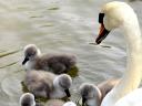 Abbosbury Swannery Mother watches the swimming Cygnets