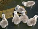 Abbotsbury Swannery the New Cygnets Hatch play in Water