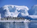 Adelie Penguins at Hope Bay in Antarctica