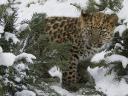 Amur Leopard in the Wild