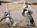 Animals World Cup Cape Penguins at Hakkeijima Sea Paradise Aquarium in Japan