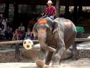 Animals World Cup Elephant at Elephant Camp in Thailand