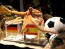 Animals World Cup Octopus Paul predicts the Germany Semifinal Loss of Spain