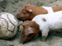Animals World Cup Pigs at Berlin Zoo in Germany