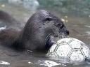 Animals World Cup River Otter at Santa Fe Zoo in Colombia