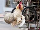 Animals World Cup Rooster Goal-Keeper in Shenyang China