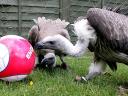 Animals World Cup Vultures at Poultry Farm in England