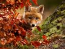 Autumn Magic Red Fox by Robert Adamec